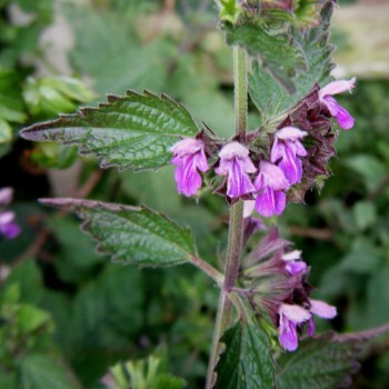 Black Horehound (Ballota Nigra)